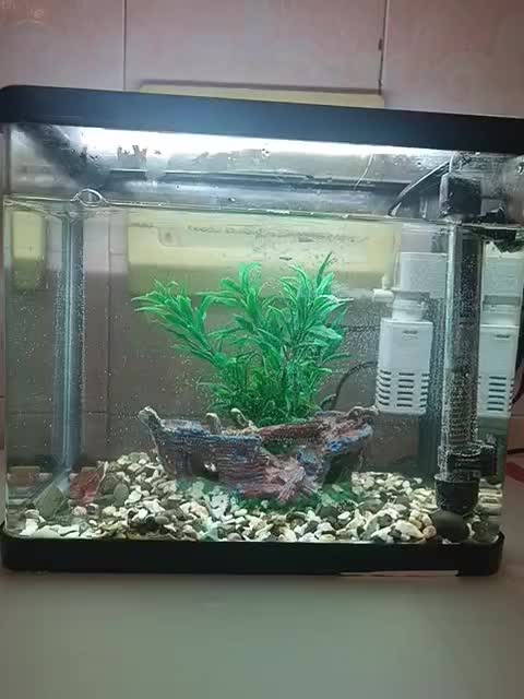 آکواریوم|ماهی|رباطکریم, الارد|دیوار