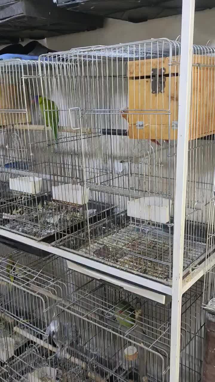 گلدین.قناری.فنچ.طوطی.شاه طوطی و آوازه خوان|پرنده|بندرعباس, |دیوار