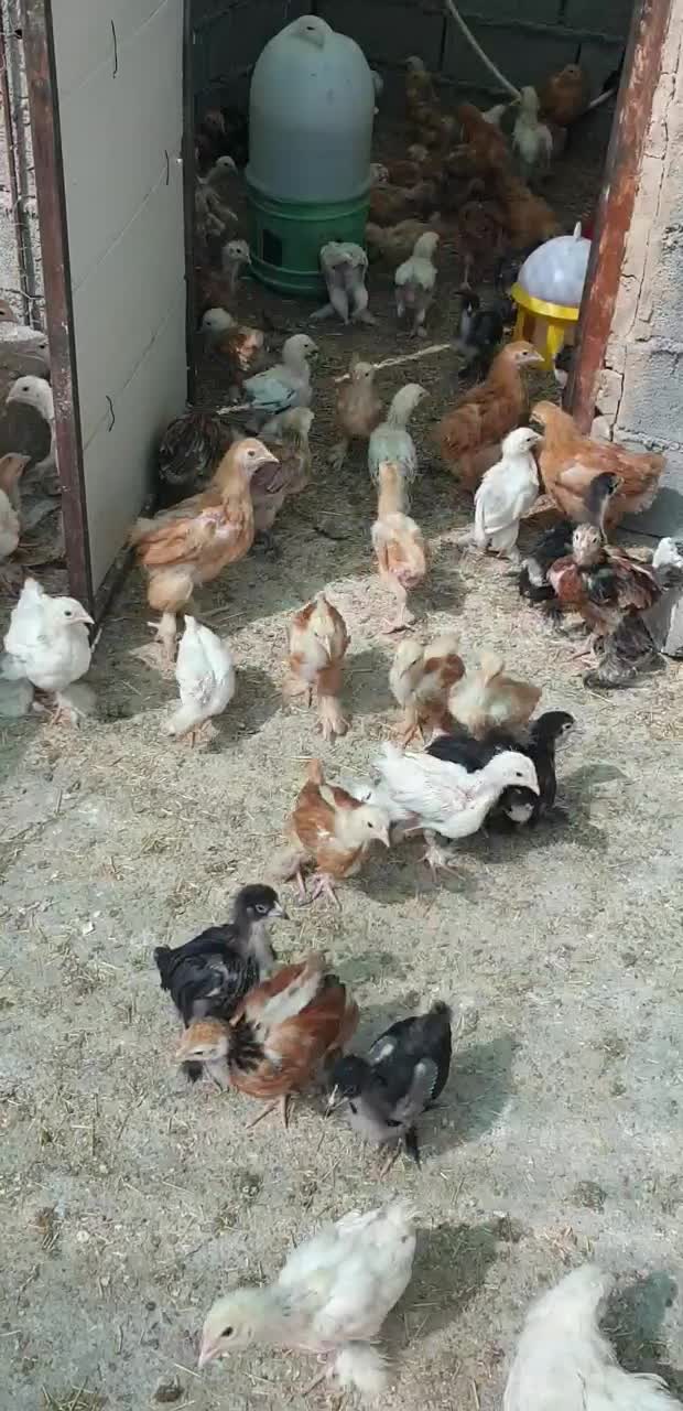 نیمچه مرغ و خروس برهما|حیوانات مزرعه|تهران, تهرانپارس شرقی|دیوار