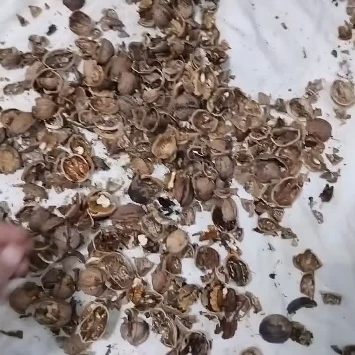 گردو محلی|عمده‌فروشی|کرج, ساسانی (قلمستان)|دیوار