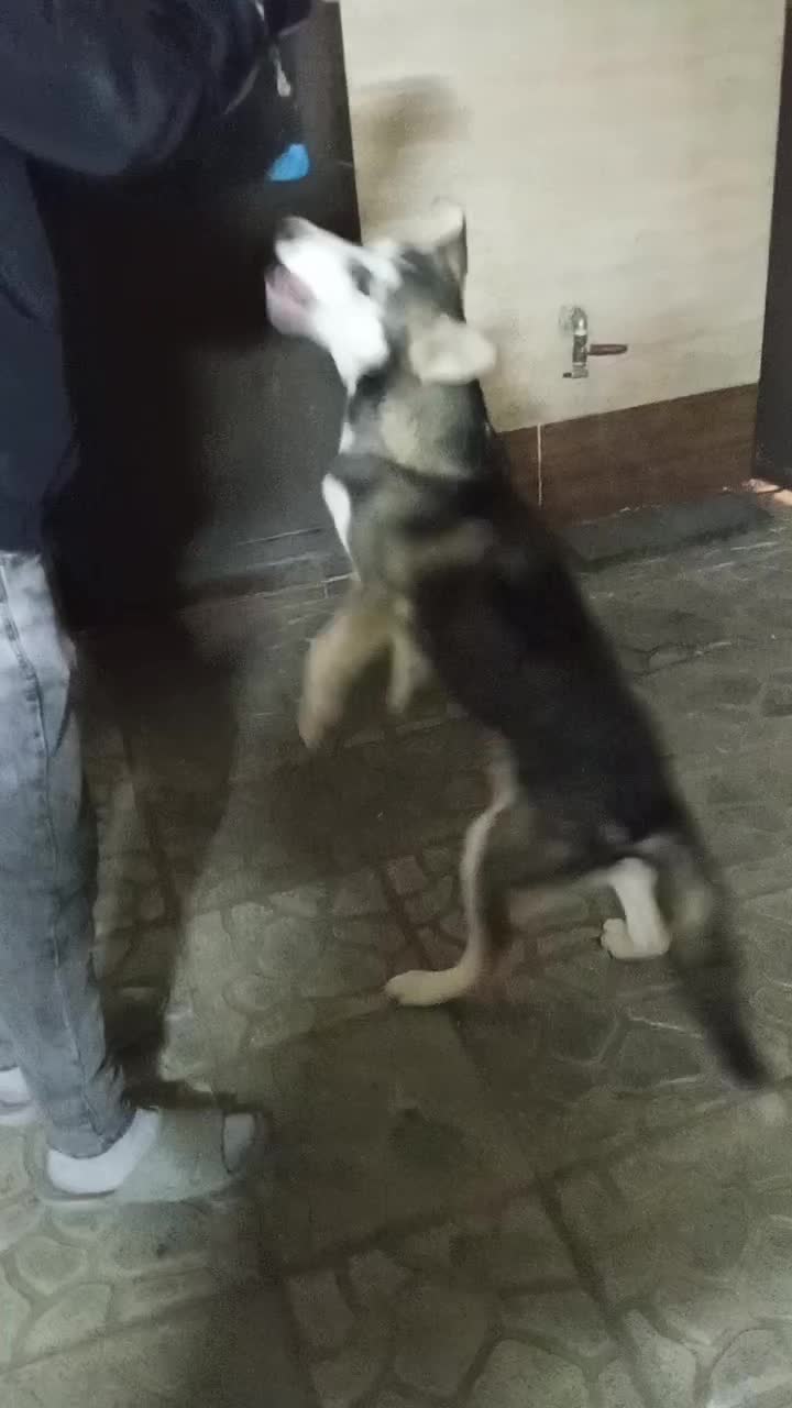 هاسکی|سگ|مشهد, محمدآباد|دیوار