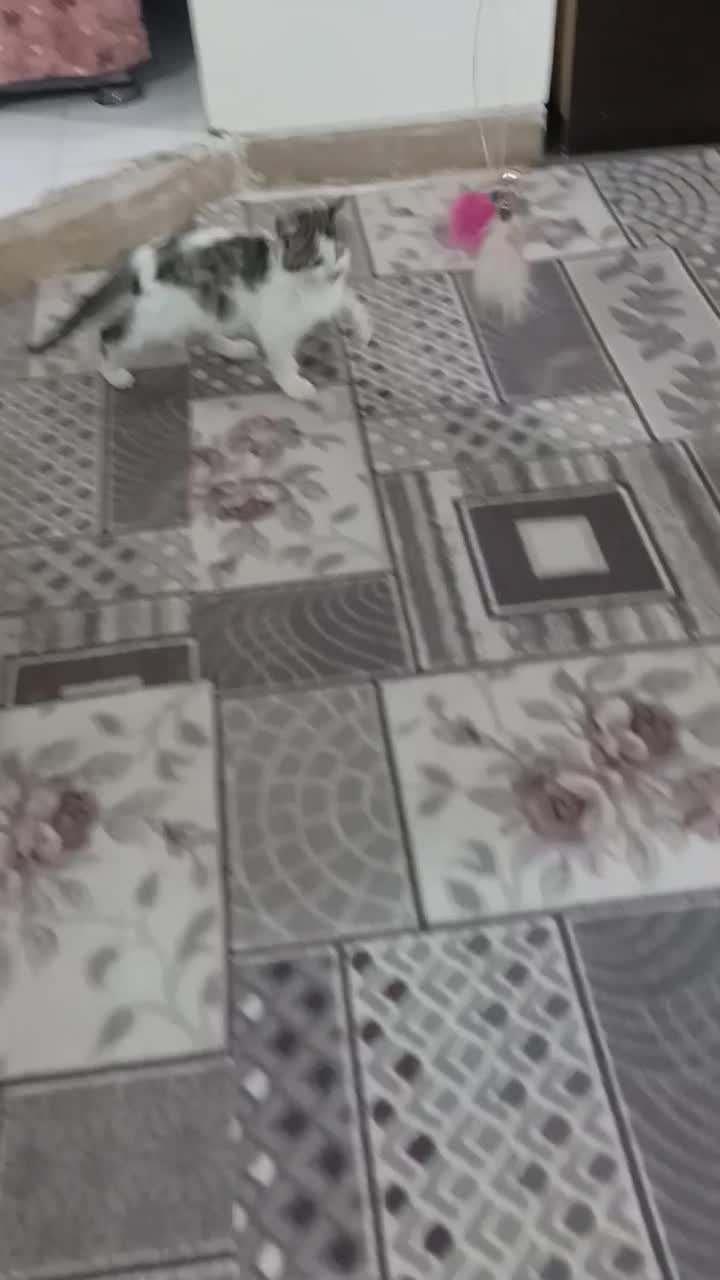 واگذاری رایگان بچه گربه شهرک گلستان|گربه|شیراز, غدیر جنوبی|دیوار