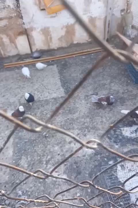 کبوترشکار|پرنده|اراک, |دیوار