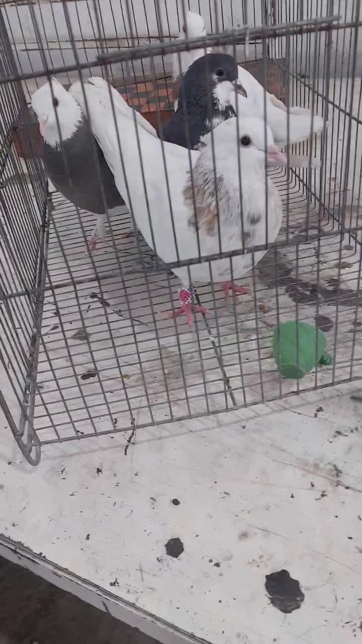 کفتر|پرنده|مرودشت, استادیوم‎|دیوار