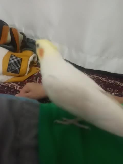 عروس هلندی|پرنده|اردبیل, |دیوار