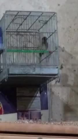 سهره گلبسر هم دهن خودش هم سهره|پرنده|تهران, خلیج فارس|دیوار