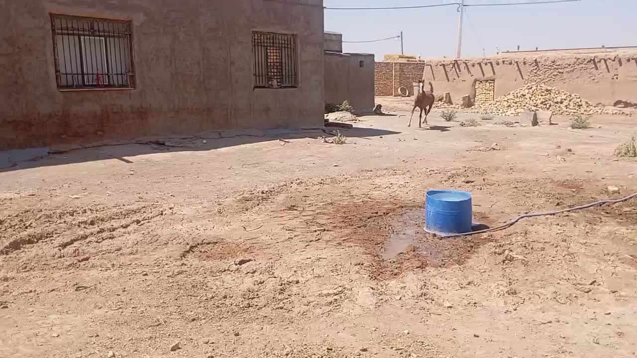 اسب عرب|اسب و تجهیزات اسب‌سواری|بوئین زهرا, |دیوار