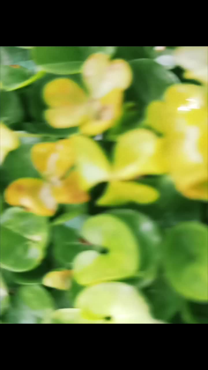 آبیاری قطره ای و بارانی|خدمات باغبانی و درختکاری|نوشهر, |دیوار