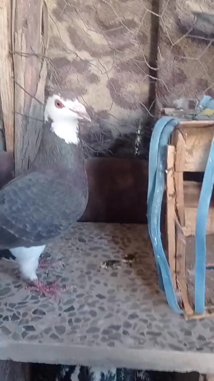 کفتر گوک فروشی|پرنده|ایرانشهر, |دیوار