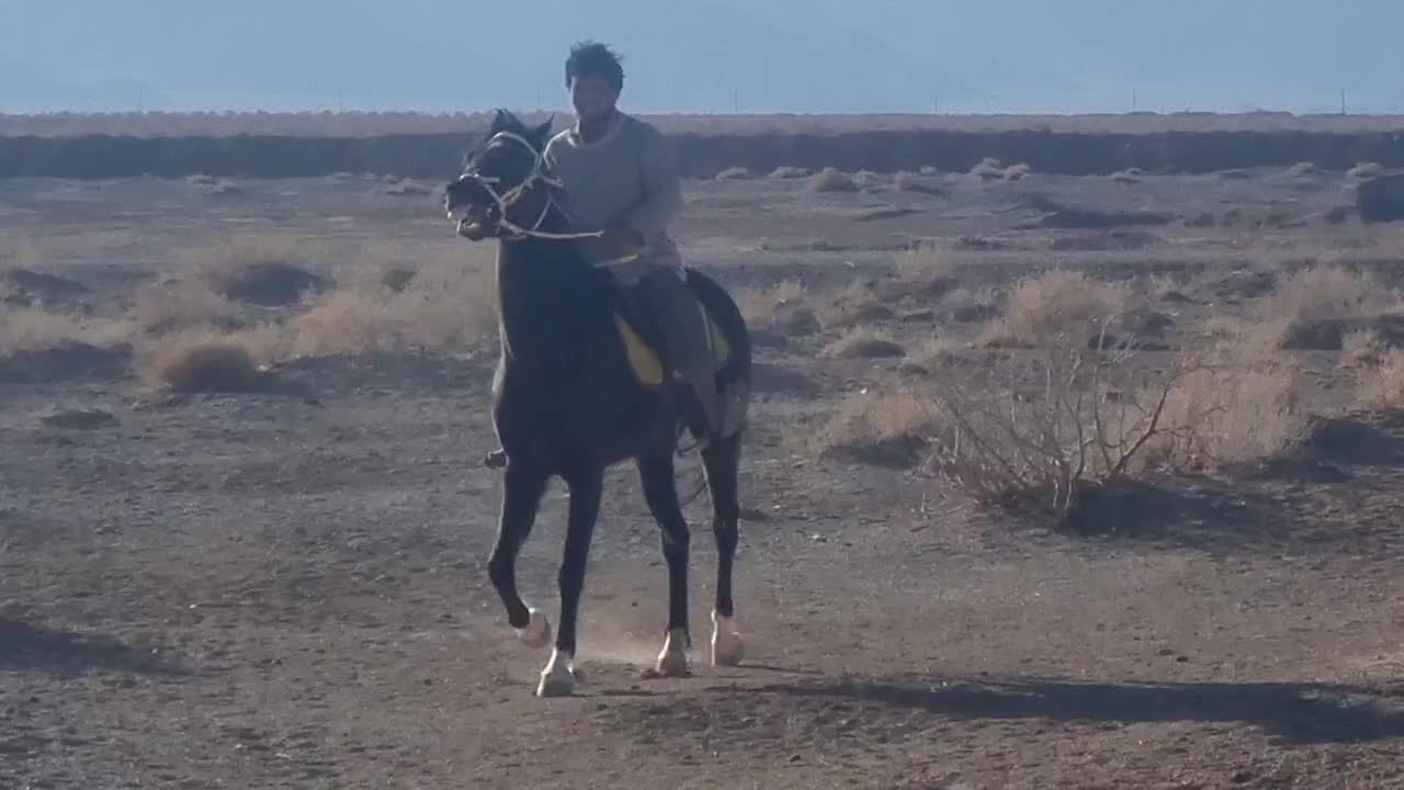 اسب مادیون عرب ایرانی|اسب و تجهیزات اسبسواری|ابرکوه, |دیوار