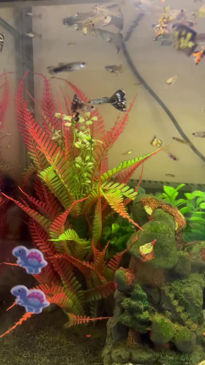 ماهی گوپی ارزان در سایزهای مختلف|ماهی|تهران, صفا|دیوار