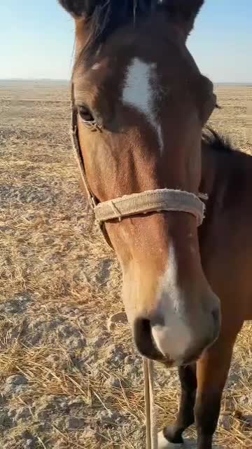 اسب|اسب و تجهیزات اسبسواری|اهواز, امانیه|دیوار