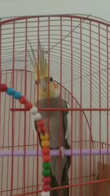 طوطی عروس بالغ وجفت|پرنده|بهبهان, |دیوار