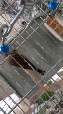 سهره قناری دهن لر|پرنده|ری, شهرک نظامی|دیوار