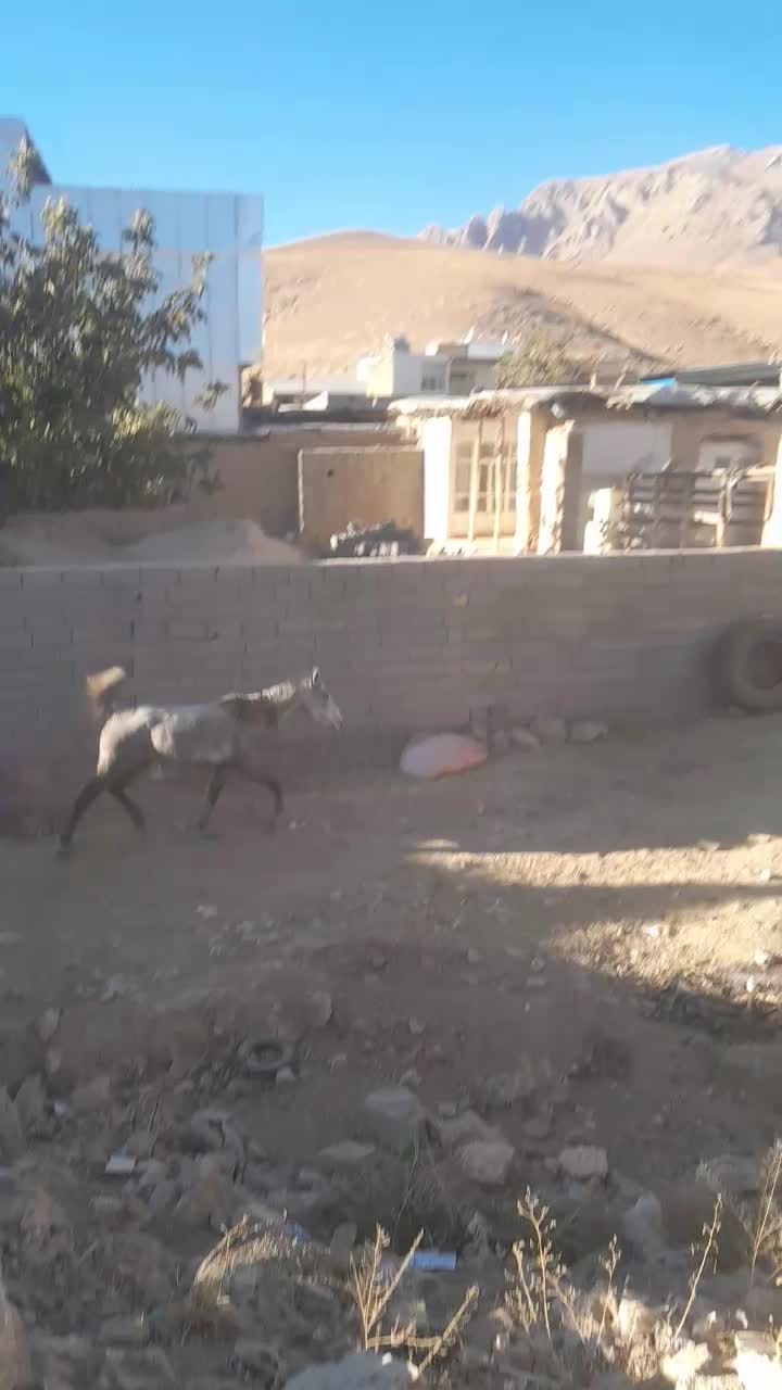 خرید وفروش اسب مادیون  پالونی وجنس دار|اسب و تجهیزات اسبسواری|جونقان, |دیوار