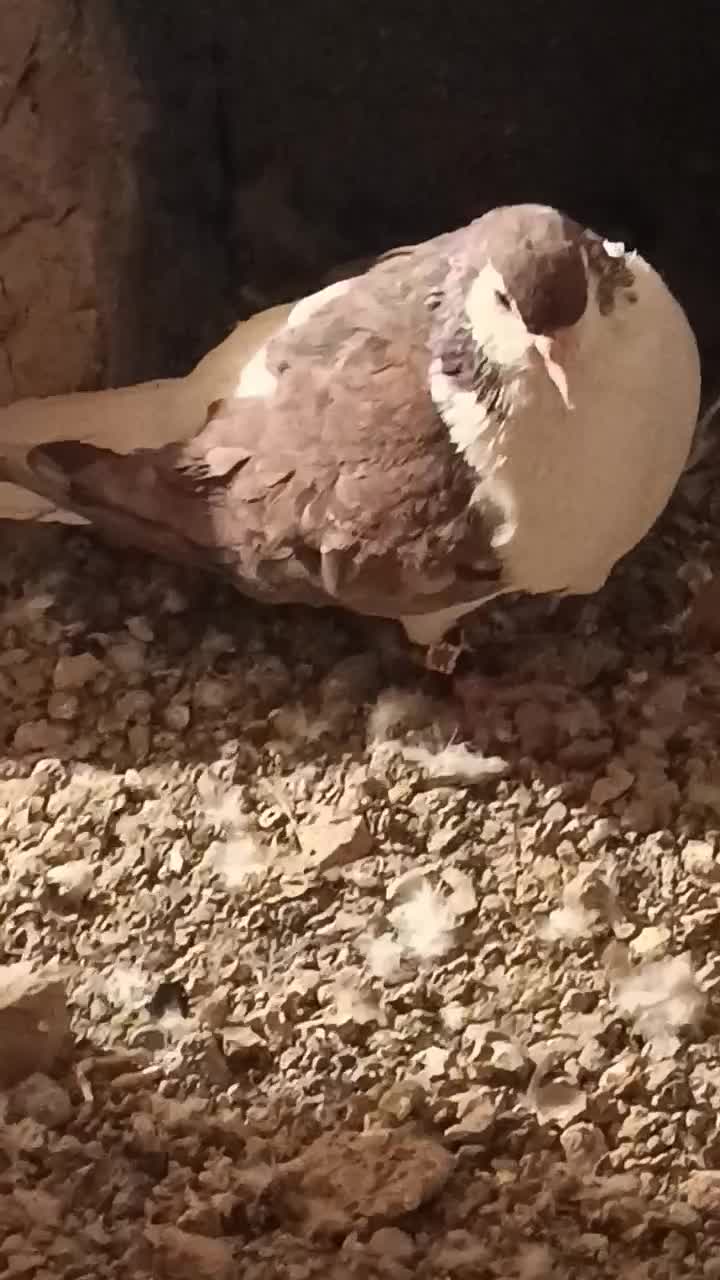 صد هفت رنگ نر|پرنده|جوین, |دیوار