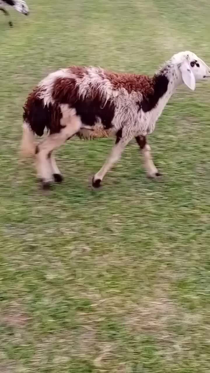 یه میش و بره و دوتا شیشک پلنگی|حیوانات مزرعه|بروجرد, |دیوار