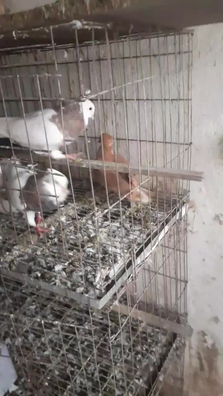 کبوتر دمسفید و طوقی|پرنده|آمل, |دیوار