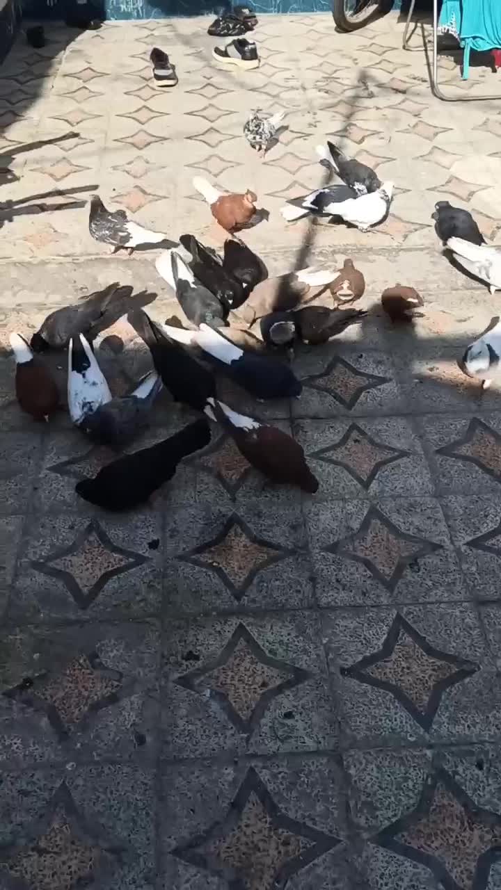 کفتر رنگی|پرنده|خرمشهر, |دیوار