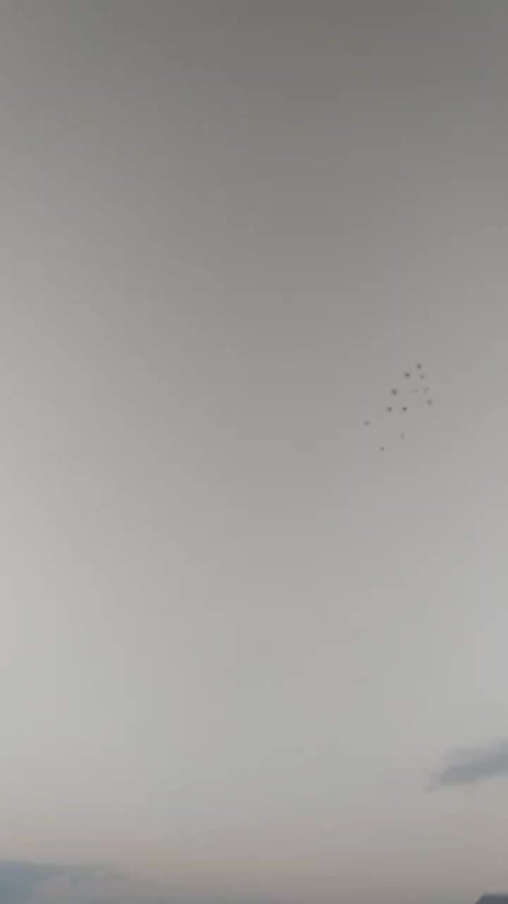 چندتا کبوتر مفلق فیت ودولا با یدونه تهرانی|پرنده|فارسان, |دیوار