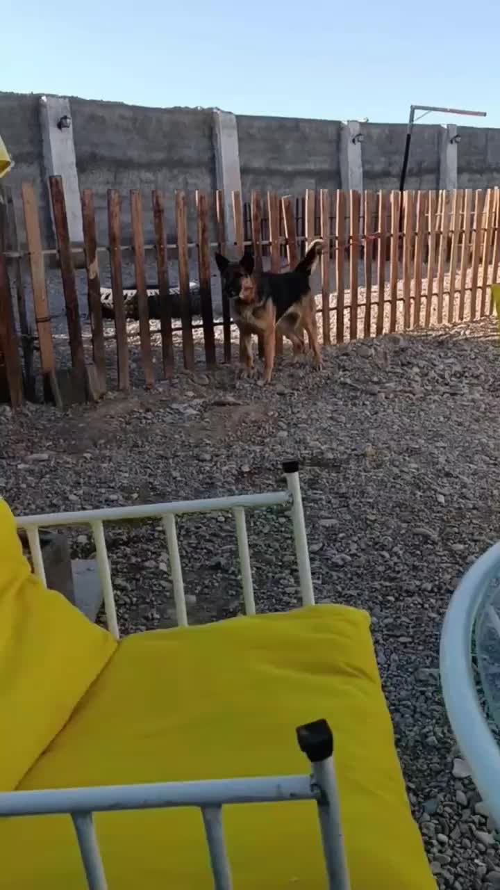 واگذاری سگ ژرمن شپرد|سگ|شاهرود, |دیوار