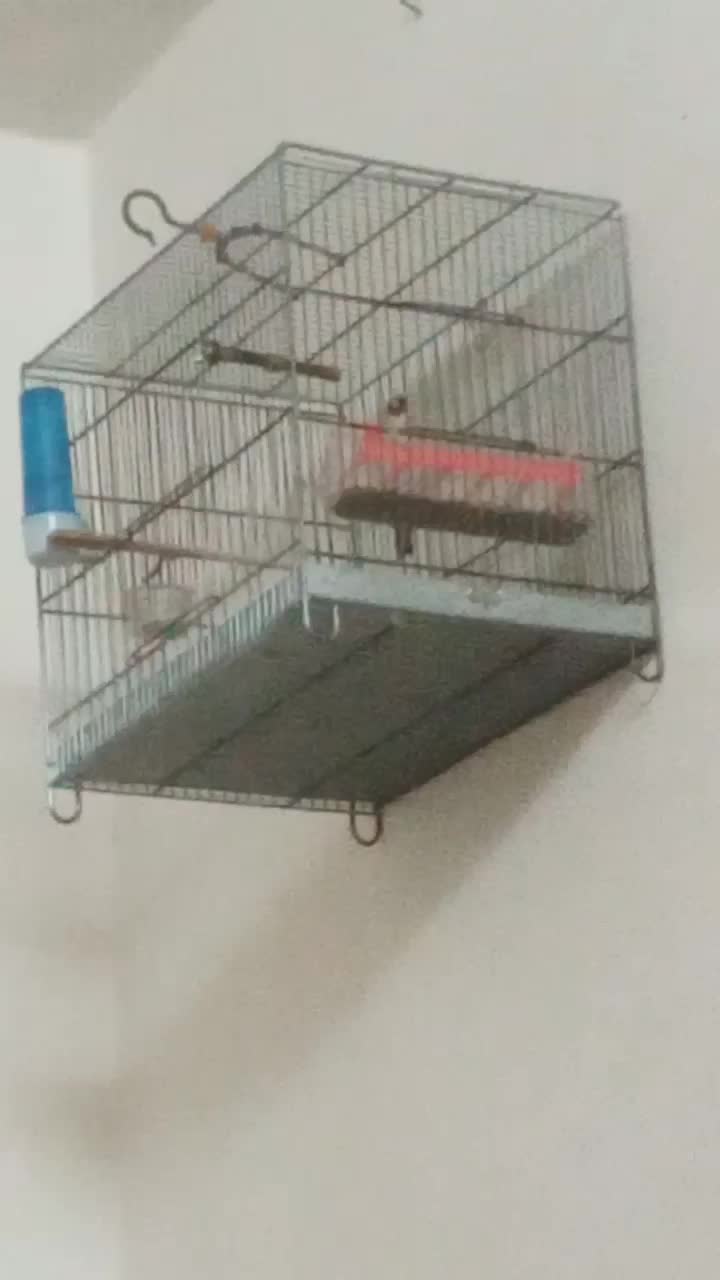 سهره جوجه قفس...قناری بل.قفس بزرگ|پرنده|دزفول, |دیوار