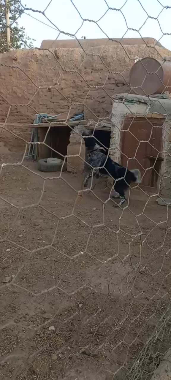 توله لاس روزگاری ۹ ماه|سگ|خنجین, |دیوار