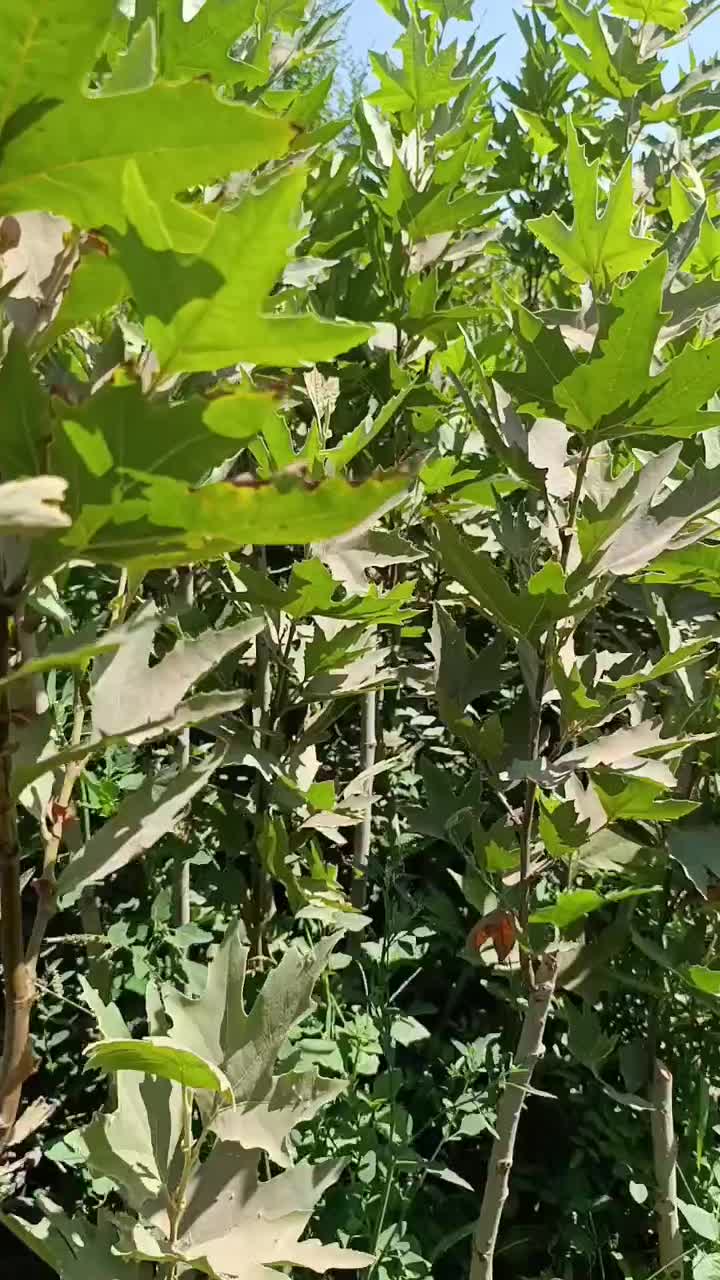 نهال سربرداری شده برای کاشت دورتادورباغ چنارگلدانی|خدمات باغبانی و درختکاری|همدان, |دیوار