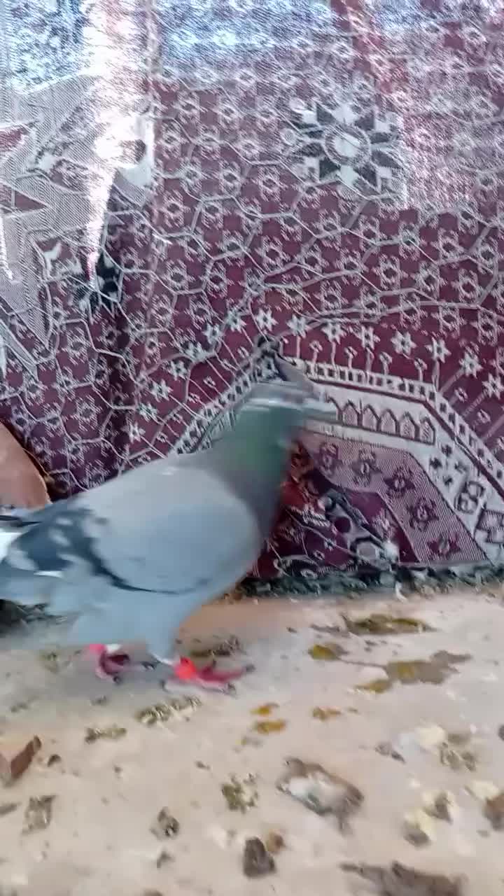 کبوتر|پرنده|مرودشت, پشت سایپا‎|دیوار