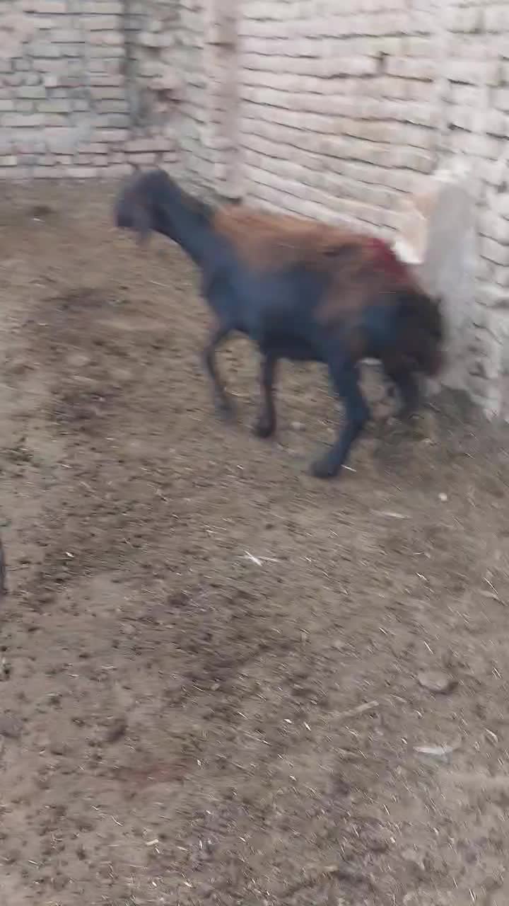 تعداد ۱۸راس میش ابستن افشاری|حیوانات مزرعه|سبزوار, قصبه شرقی|دیوار