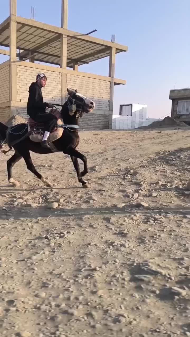 اسب۶سال هلشه و یخته ۶سال اخترمه|اسب و تجهیزات اسبسواری|سردشت, |دیوار