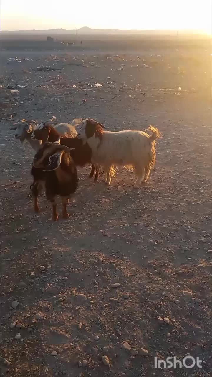 بزجوان|حیوانات مزرعه|قائن, |دیوار