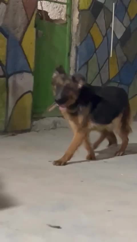 سگ ژرمن ماده اصیل|سگ|تهران, قیطریه|دیوار