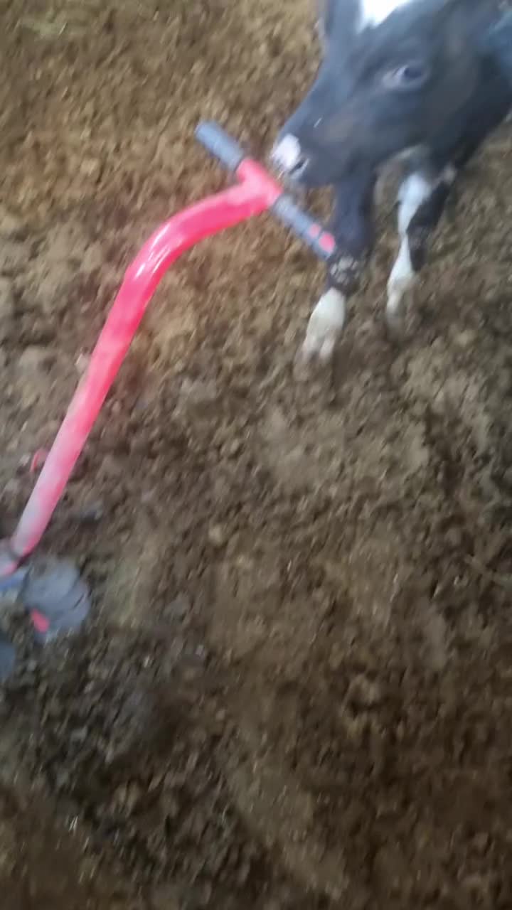 نخری شکم اول زاییده|حیوانات مزرعه|خمینیشهر, |دیوار