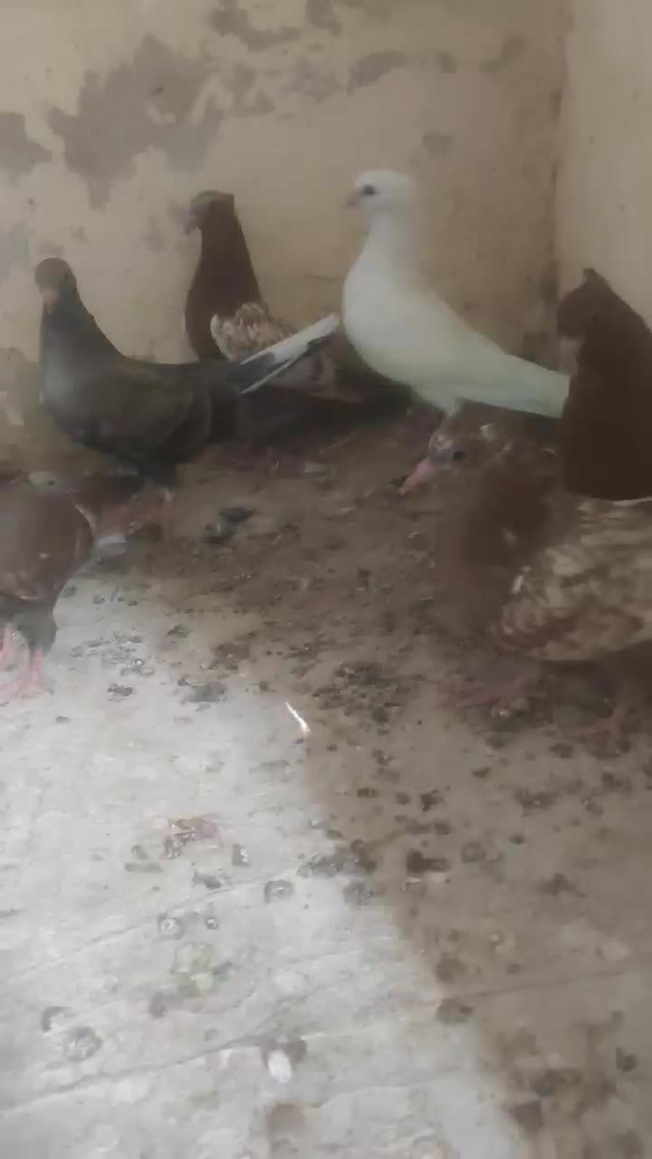 کبوتر سینه سرخ جوجه و سروو|پرنده|شیراز, شهرک بهار|دیوار