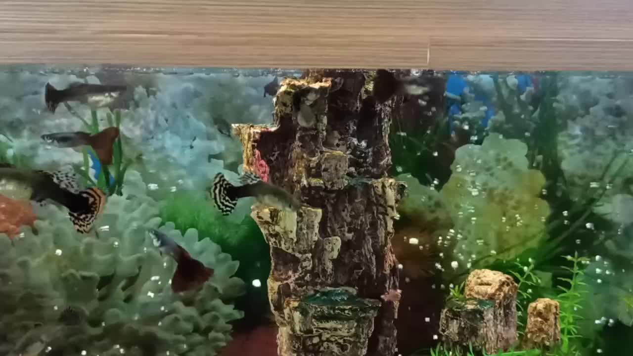 ماهی گوپی|ماهی|اصفهان, شهشهان|دیوار