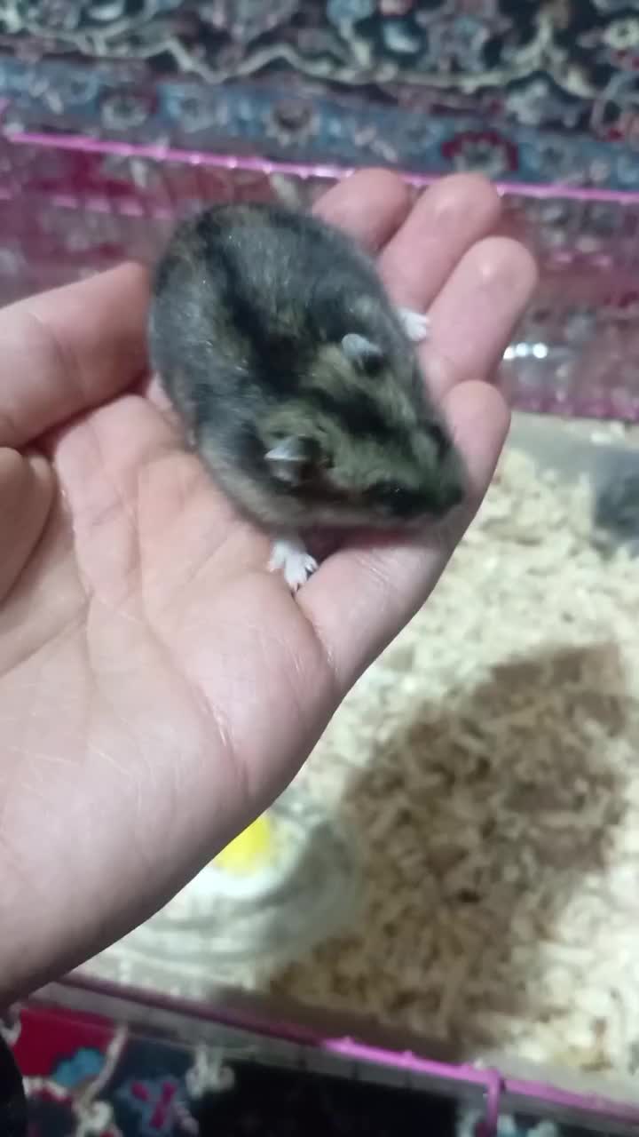 همستر|موش و خرگوش|الیگودرز, |دیوار