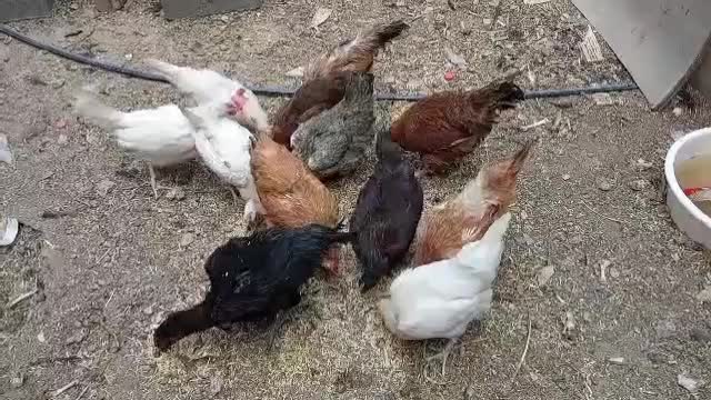 مرغ تخم گذار|حیوانات مزرعه|قم, باجک یک|دیوار