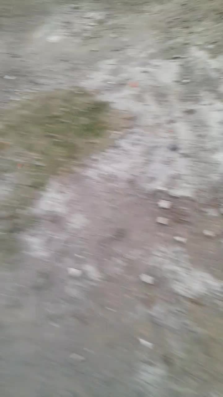 فروش غاز محلی|حیوانات مزرعه|فریدونکنار, |دیوار