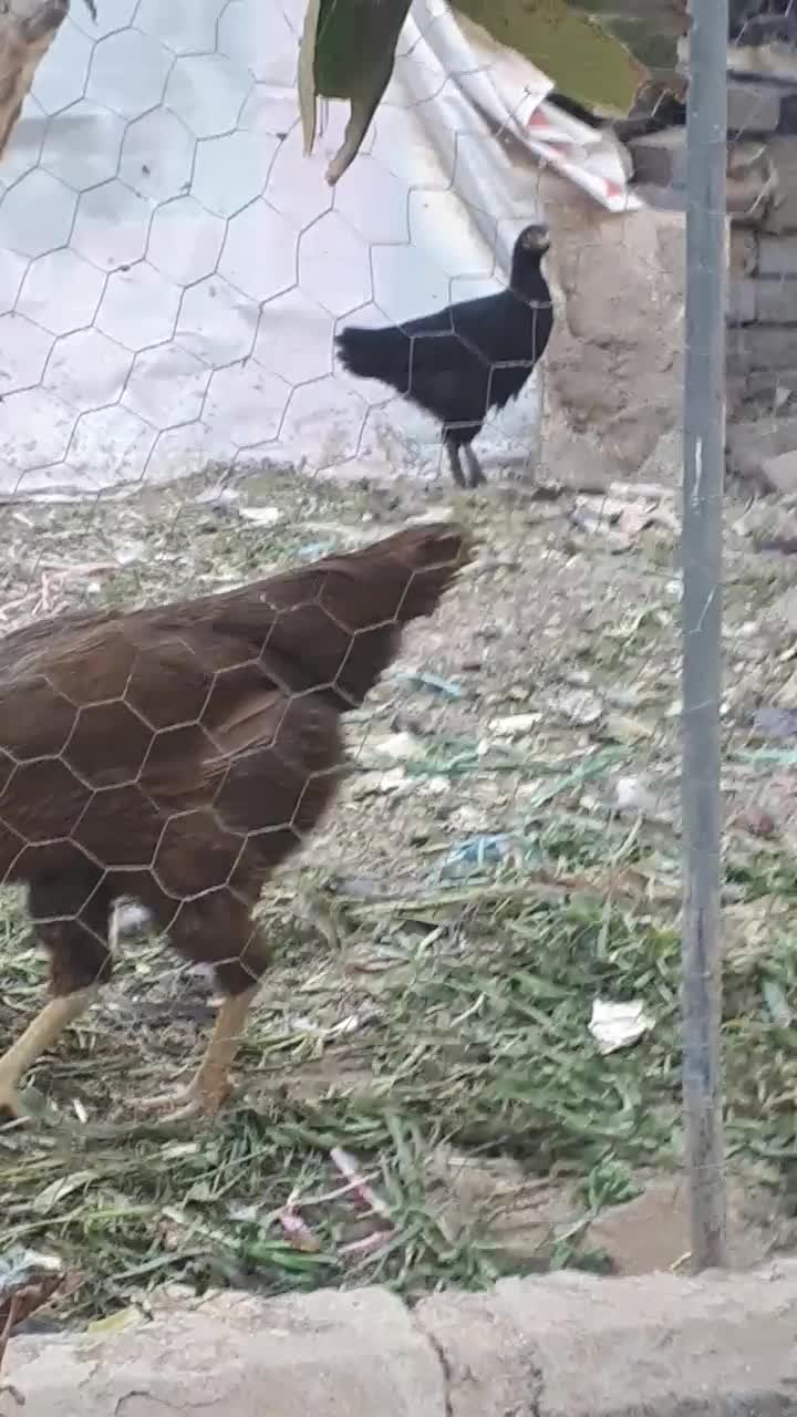 تخم مرغ نطفه دار از نژاد برهما خالص  ودورگه|حیوانات مزرعه|تاکستان, |دیوار