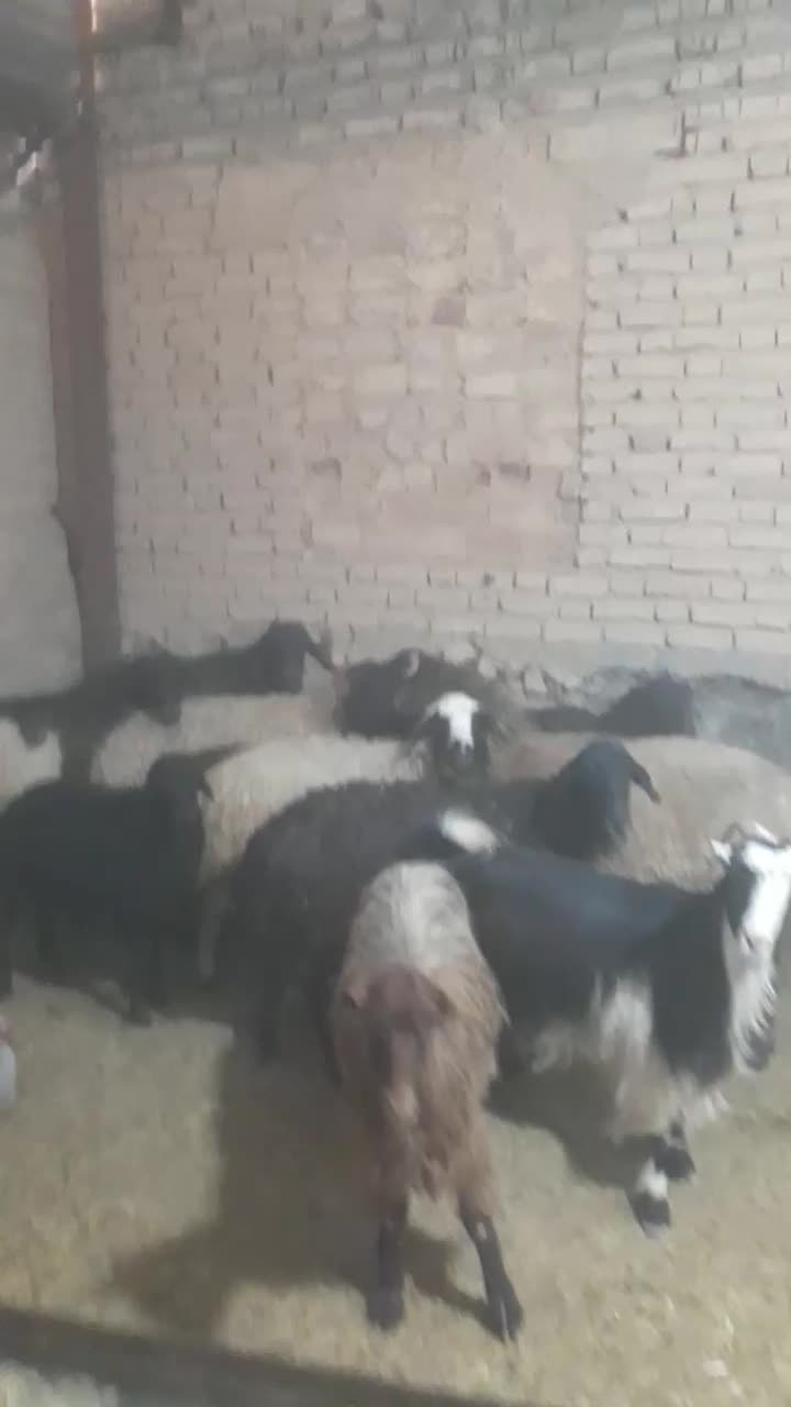 میش.بز.بره.بزغاله|حیوانات مزرعه|قم, پردیسان|دیوار