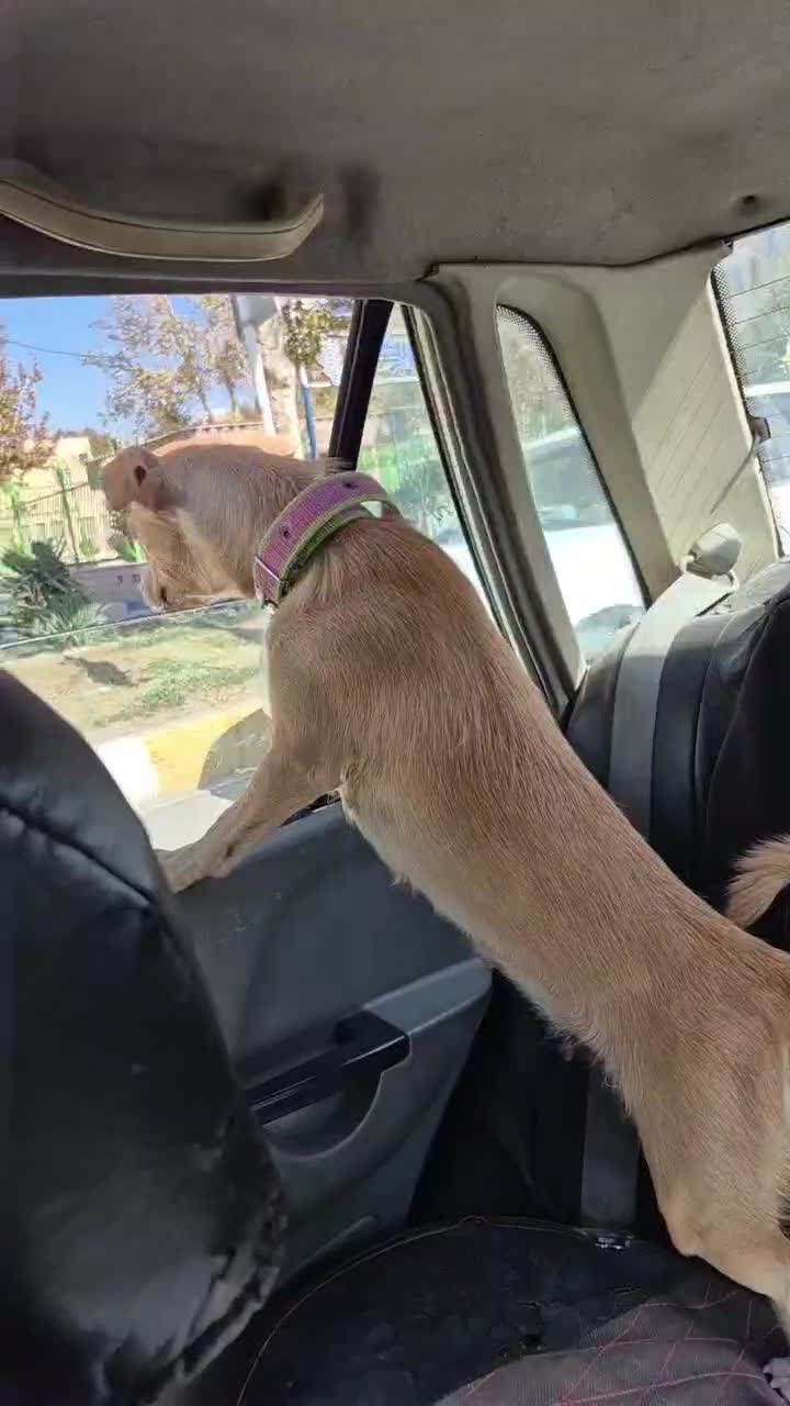 پت خونگی|سگ|اصفهان, پوریای ولی|دیوار