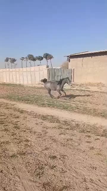 اسب (مادیون)با کره *مادیون|اسب و تجهیزات اسب‌سواری|پیشوا, |دیوار