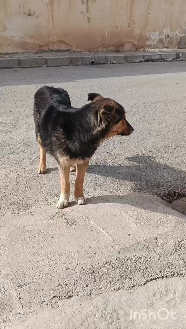 توله ژرمن|سگ|ایجرود, |دیوار