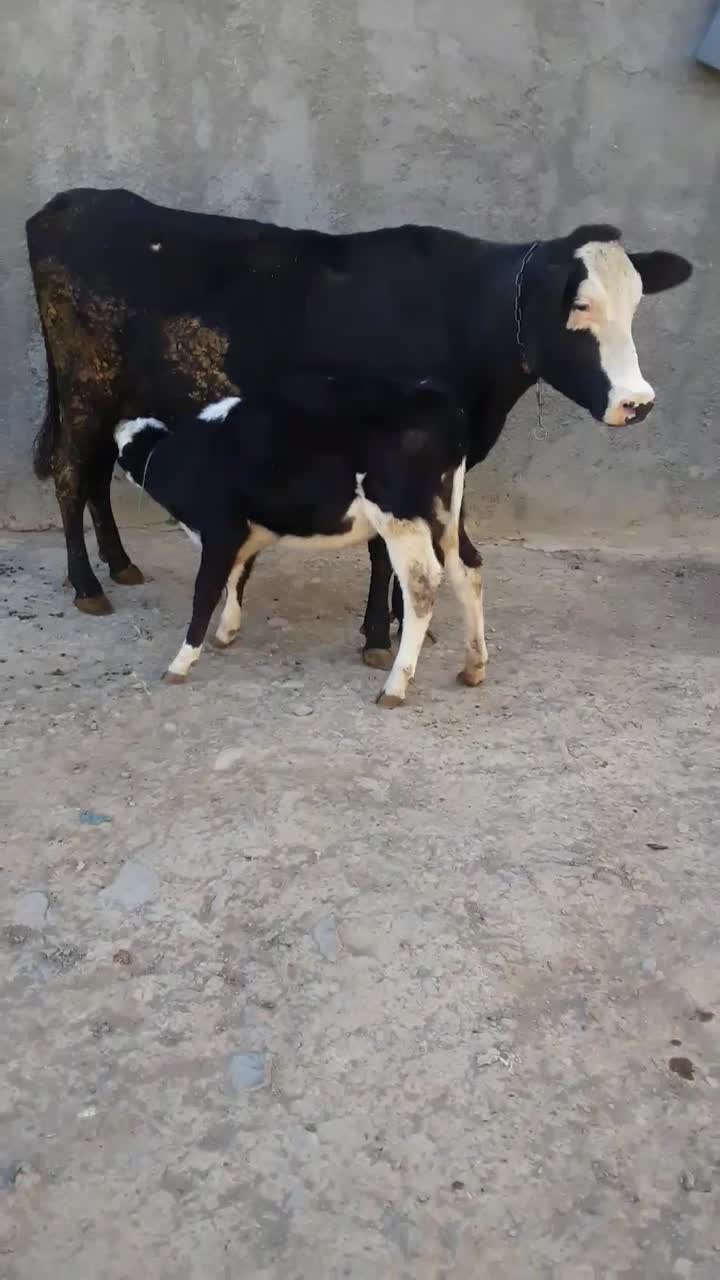 گاو شیری|حیوانات مزرعه|قره چای, |دیوار