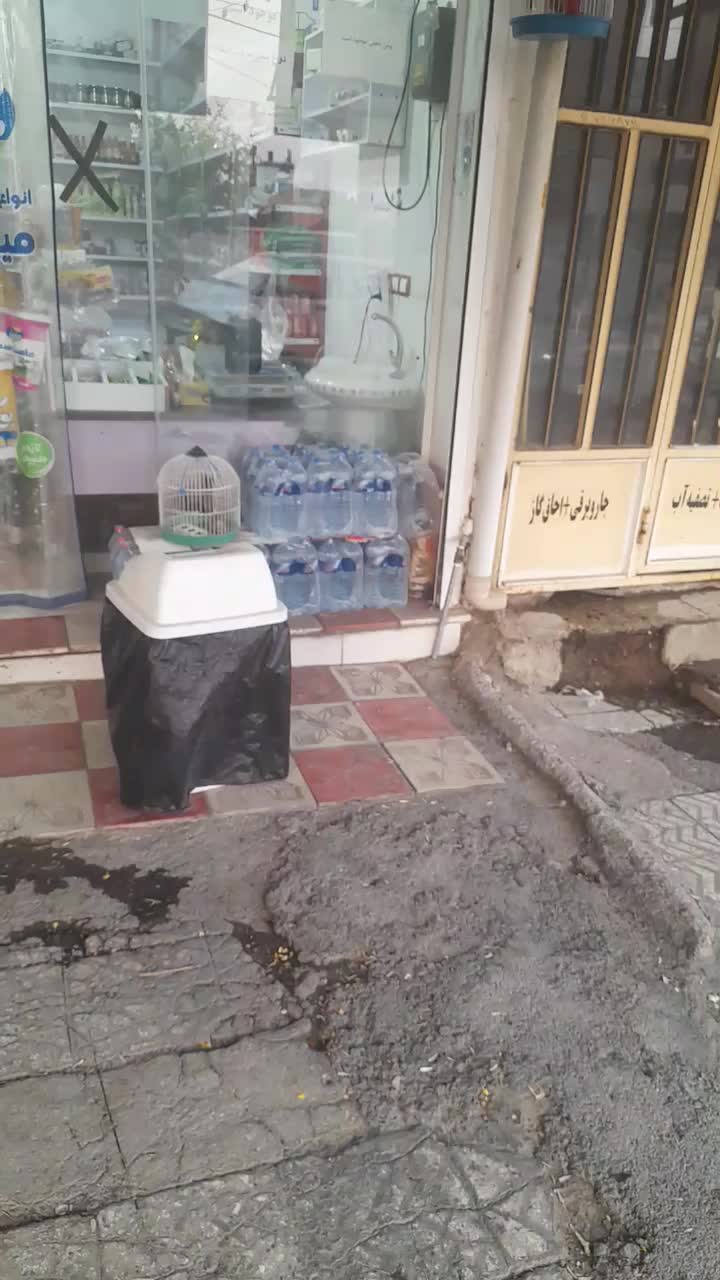 فروش قناری خاکی|پرنده|آبدانان, |دیوار