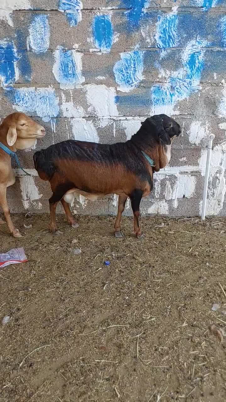 اول بخون بعد تماس بگید|حیوانات مزرعه|بندر دیر, |دیوار