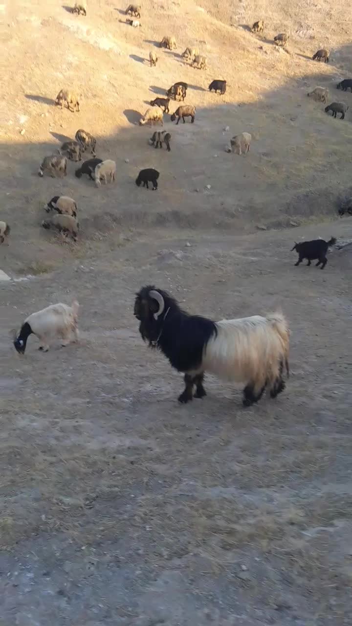 قوچهای ترکی|حیوانات مزرعه|لالی, |دیوار