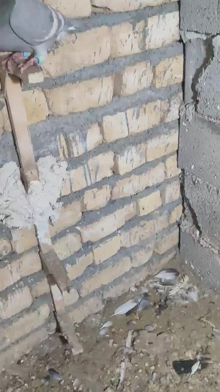 کفتر|پرنده|کوار, |دیوار
