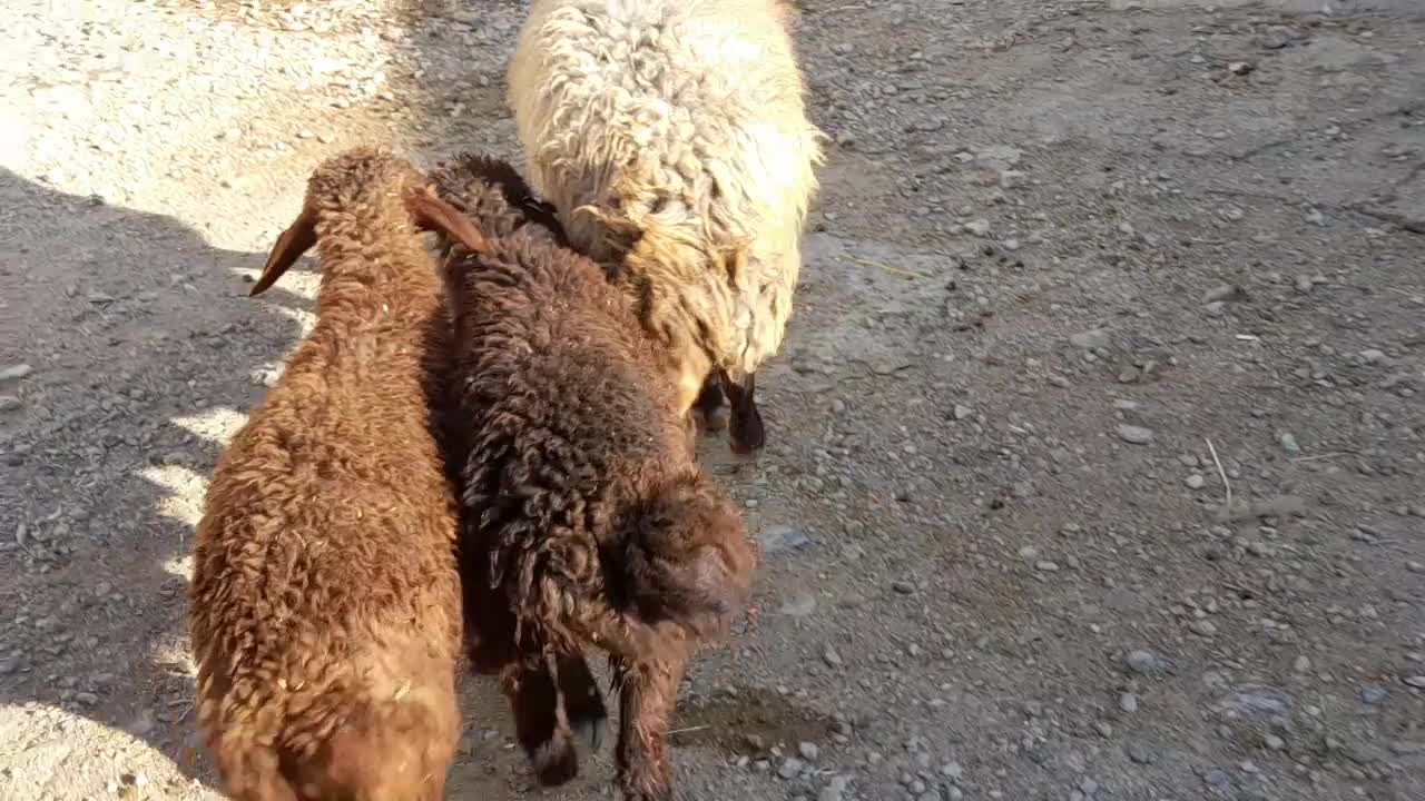 میش مهربانی دوقلو دوباره آبستن|حیوانات مزرعه|درگزین, |دیوار